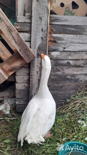 Гусь,просто гусь