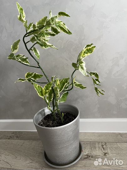 Педилантус