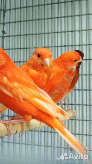 Канарейки певчие