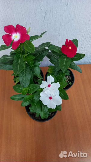 Комнатные цветок Катарантус