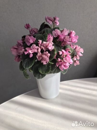 Фиалка сенполия