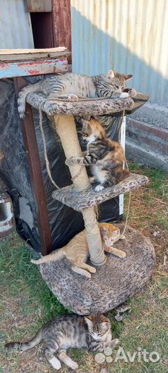 Котята в дар