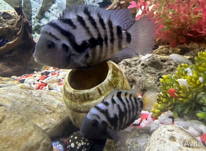 Рыбки аквариумные демасони