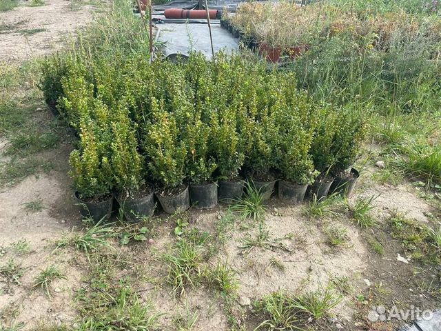 Самшит вечнозеленый Buxus sempervirens/С5