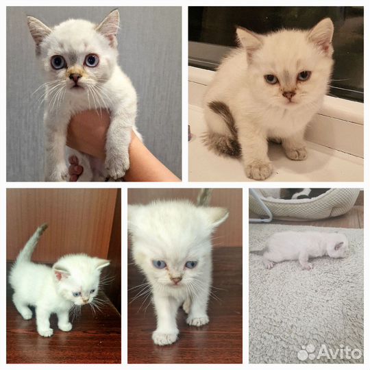 Чистокровные Британские котята