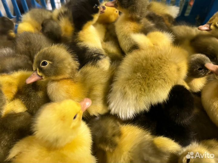 Утка фаворит суточная