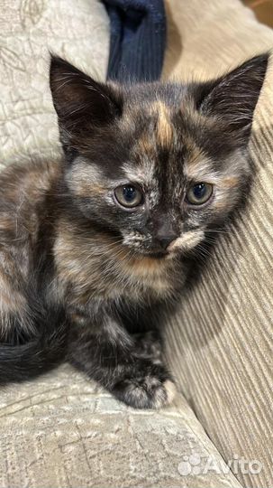 Вислоухие котята