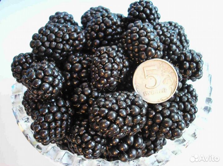 Ежевика бесшипная - Тройная корона, Полар