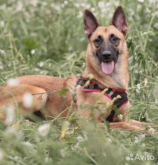 Бельгийская овчарка (метис малинуа)