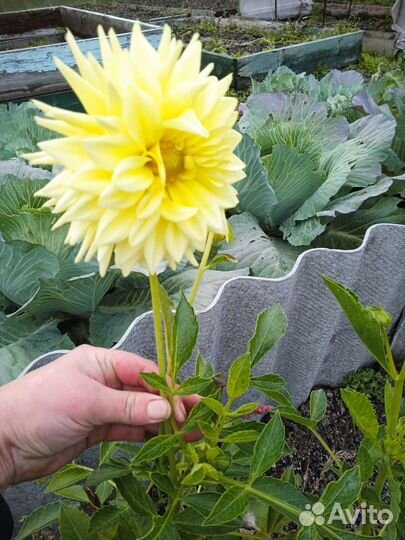 Георгины клубни с кустом