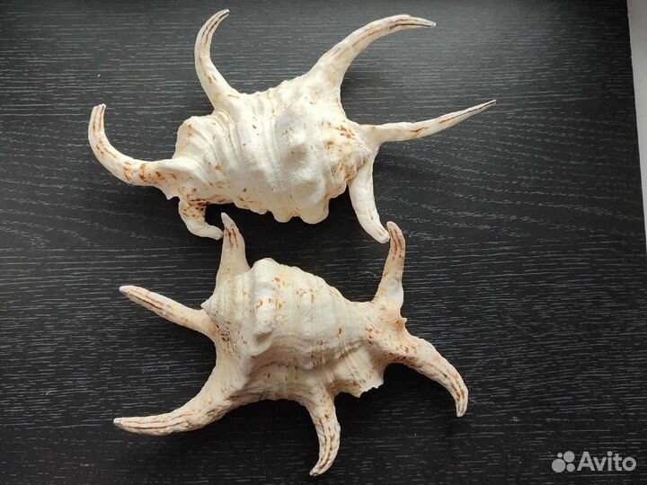 Ракушка Лямбис Чирагра (Lambis shiragra)