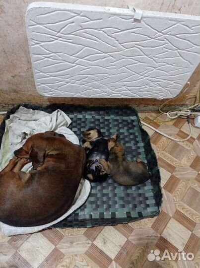 Собаки щенки таксы