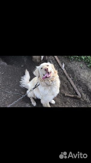 Собака 1год