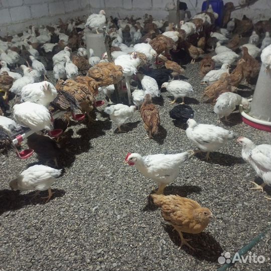 Цыплята подрощенные