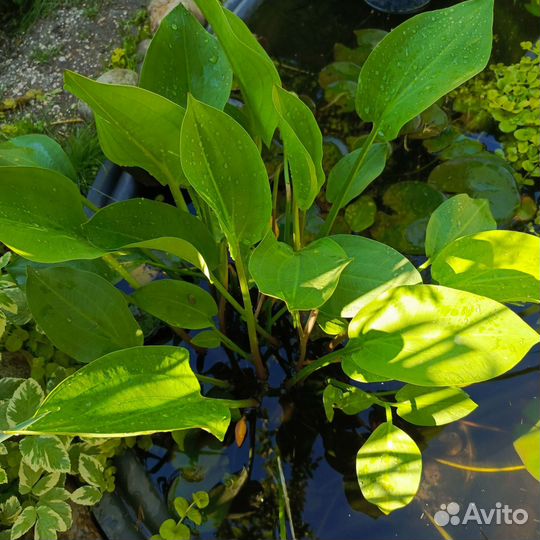 Частуха водная