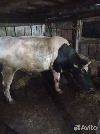 Бычки на мясо