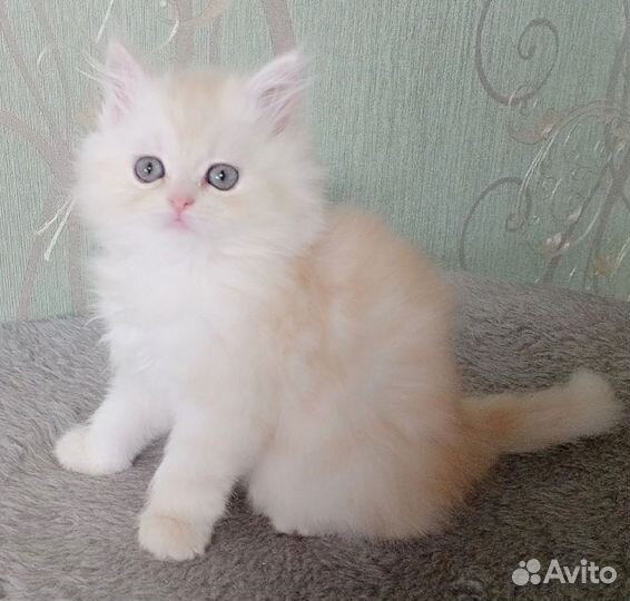 Котята персидские шиншиллы