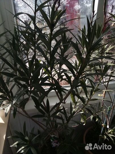 Семена олеандра