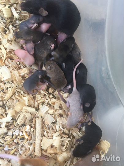 Мышь кормовая,сатиновая