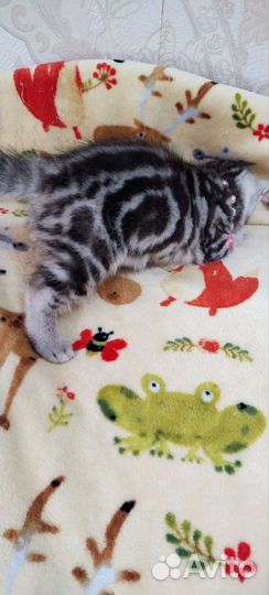 Шотландская кошечка