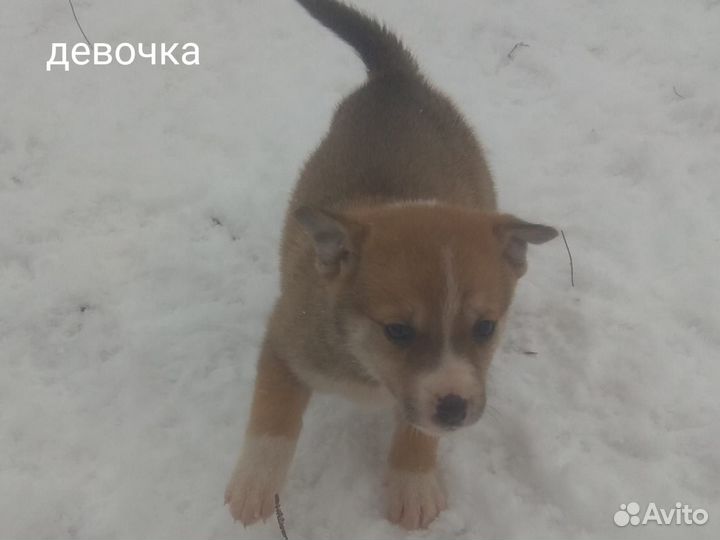 Щенки в добрые руки