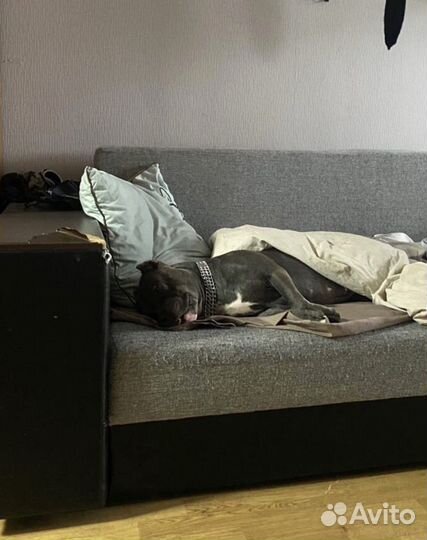 Передержка собак/домашняя передержка собак