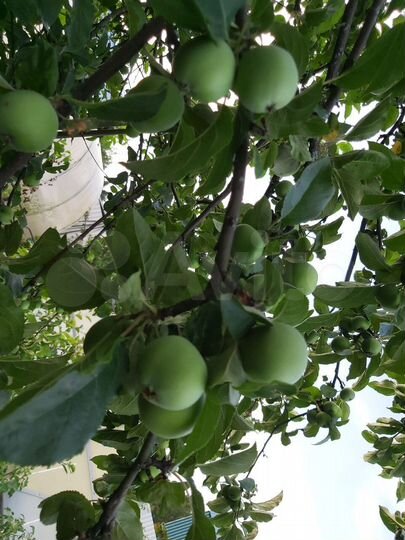 Дача 50 м² на участке 4,5 сот.