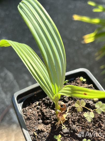 Сабаль малый