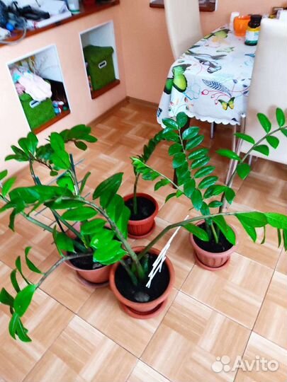 Замиокулькас