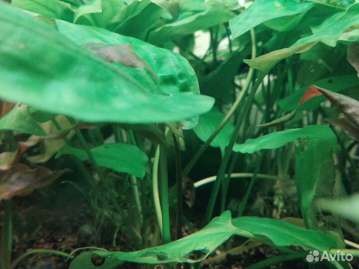 Криптокорины