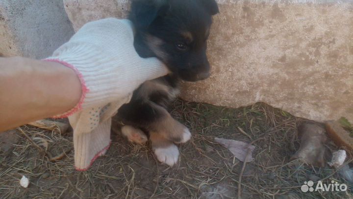 Щенки от хаски и дворняшки