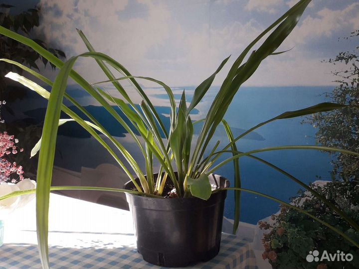 Панданус, хамедорея