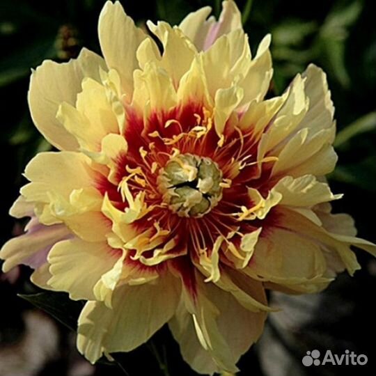 Голландские корни сортовых пионов