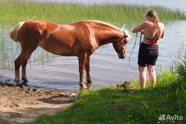 Продам лошадь
