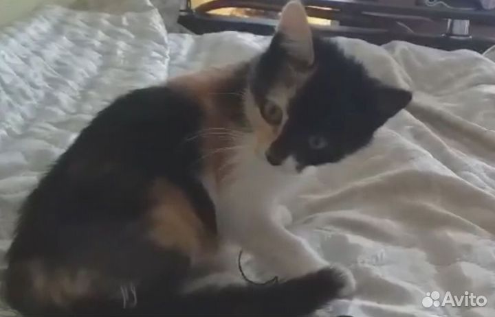 Кошка в дар