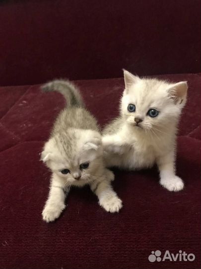 Шотландские котята