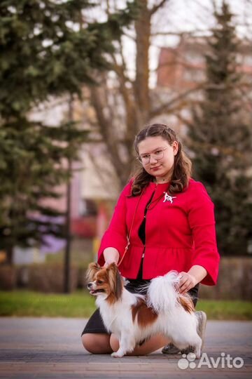 Хендлер / подготовка собак к выставке / хендлинг