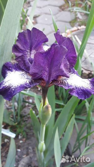 Ирис,гейхеры,хосты