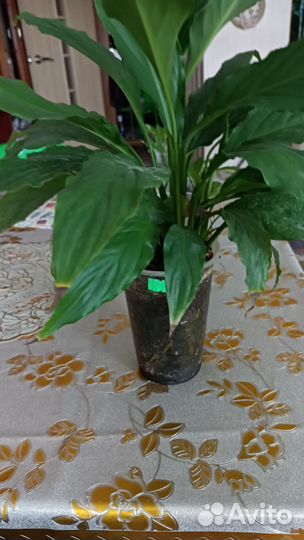 Спатифиллум