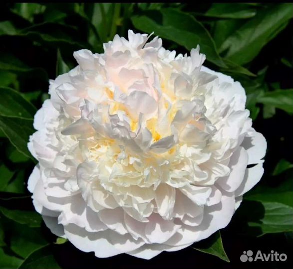 Пионы саженцы