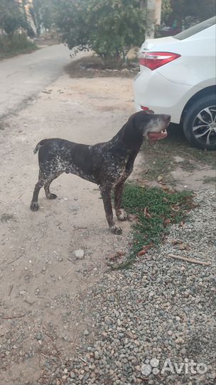 Курцхаар в добрые руки