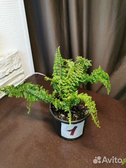 Папоротник кудрявый