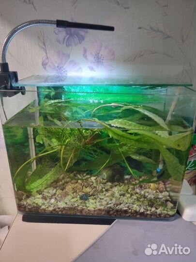 Аквариум