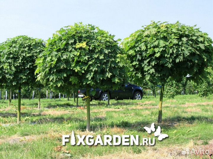Клен остролистный globosum Высота от 300см