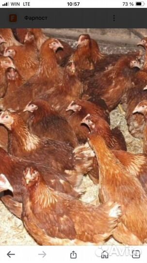 Куры молодки несушки