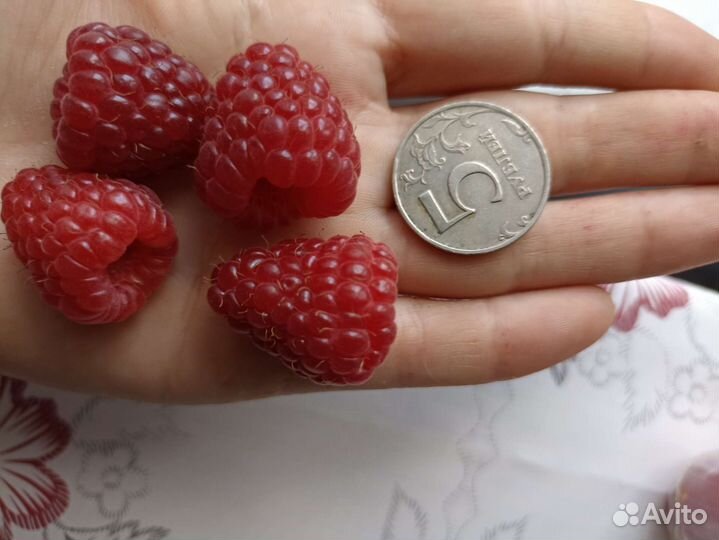 Саженцы малины