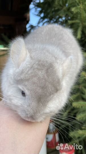 Шиншилла Ангора(мальчик)