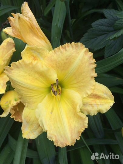 Лилейники сортовые