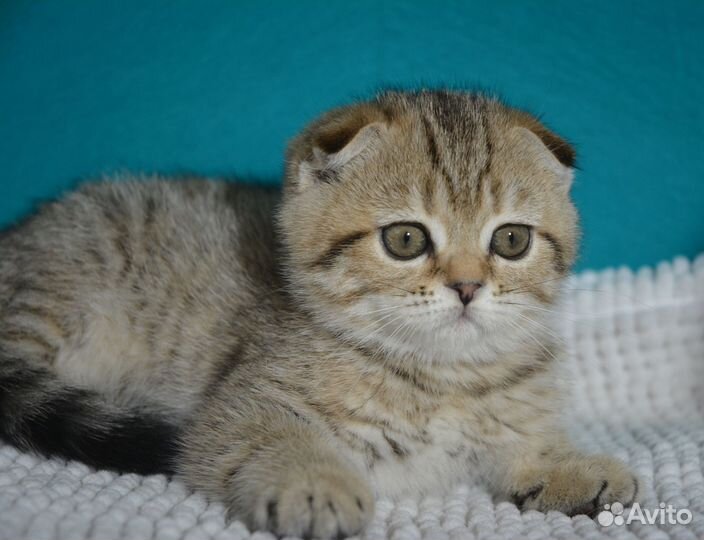 Вислоухая девочка