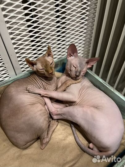 Сфинкс эльф котята